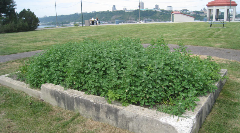 09175 - Terrasse - VILLE DE LÉVIS